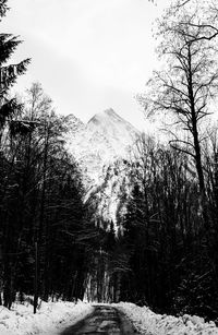 Snow covered land and trees against sky