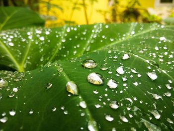 Close-up of raindrops on leaves