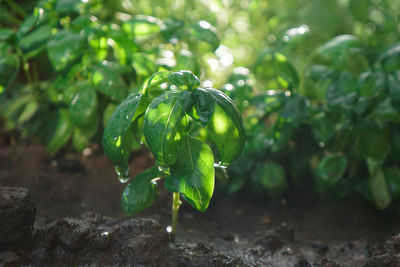 Close-up of basil plant growing in a greenhouse 