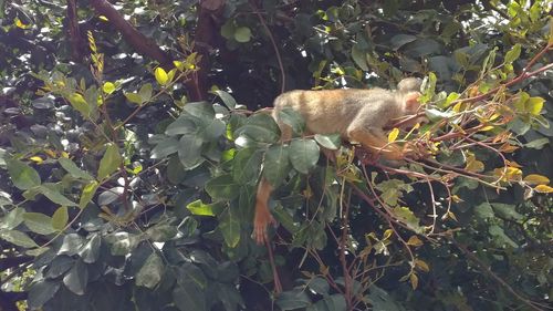 Close-up of monkey on tree branch