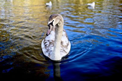 Swan swimming in lake