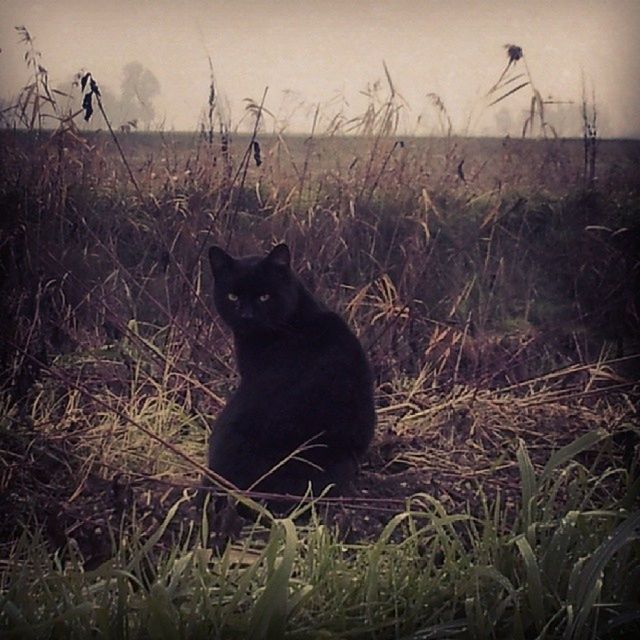 one animal, animal themes, pets, domestic animals, mammal, domestic cat, grass, cat, field, black color, sitting, feline, plant, looking away, nature, whisker, relaxation, alertness, outdoors