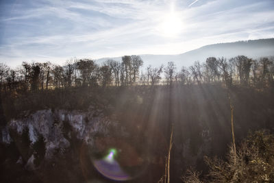 Panoramic view of trees and forest against sky