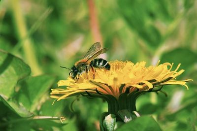 Close-up of insect pollinating on flower