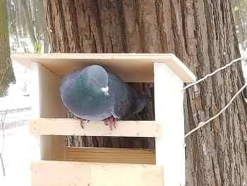 Bird perching on blue wall