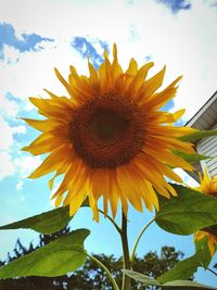 Low angle view of sunflower