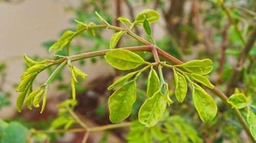 Close-up of fresh green plant