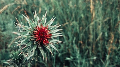 Close-up of red flowers