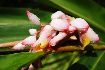 Close-up of pink flower