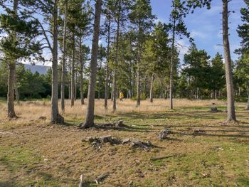 Trees on field in forest