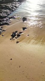 High angle view of birds on beach