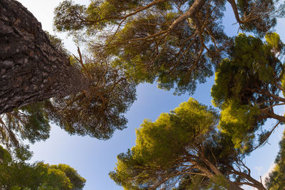 Low angle view of trees against sky