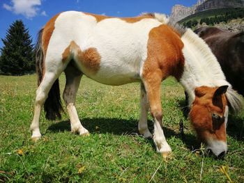 Horses grazing in a field