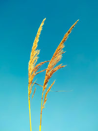 Low angle view of stalks against blue sky