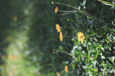 Close-up of flowering plant