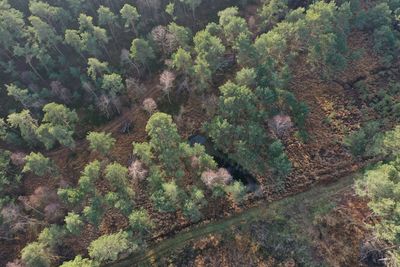 High angle view of trees in forest