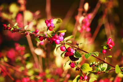 Close-up of pink flowering plant