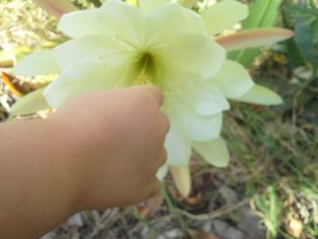 Close-up of hand holding flowers