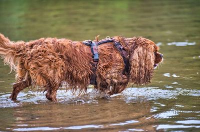 View of a dog in the water