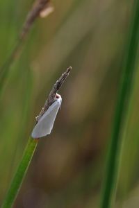 Close-up of insect on flower