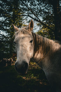 Horse standing on field