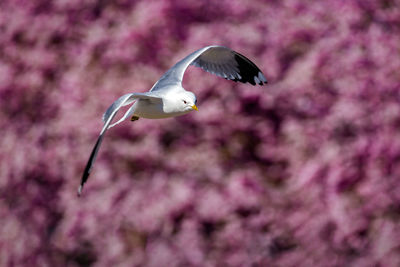 Seagull in spring with cherry blossom trees in background
