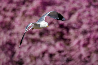 Bird flying against sky