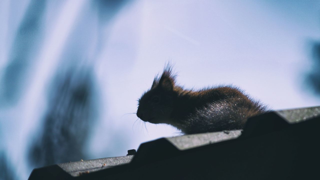 CLOSE-UP OF CAT AGAINST THE SKY