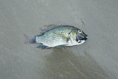 Tilapia fish dead on the beach