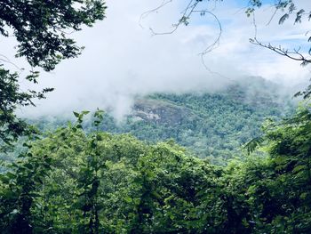 Scenic view of forest against sky