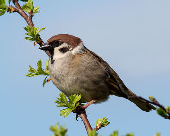 Low angle view of bird perching on branch against sky