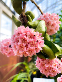 Close-up of pink flowering plant