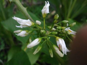 Close-up of white flowers