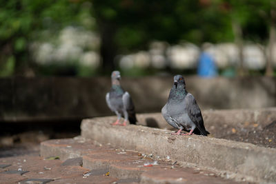Close-up of pigeons perching on retaining wall