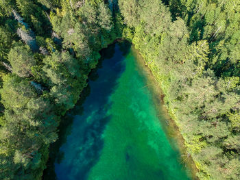 High angle view of river amidst trees