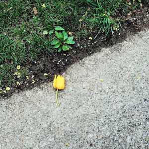 High angle view of yellow flower on field