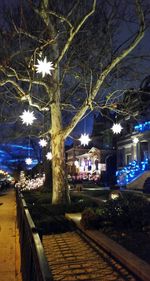 Illuminated bare trees at night