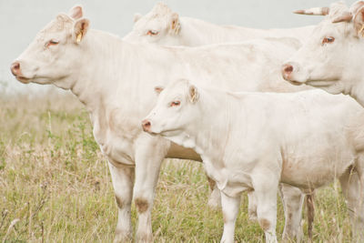 Cows on field