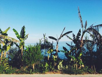Trees against clear blue sky