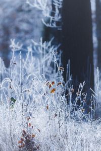 Close-up of snowflakes on plants