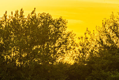 Silhouette trees against sky during sunset