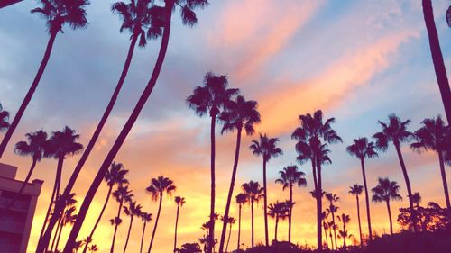 Low angle view of palm trees against sky