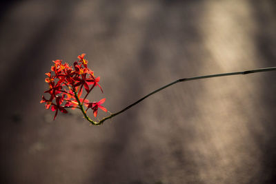 Close-up of plant against blurred background