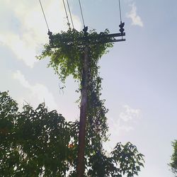 Low angle view of trees against sky