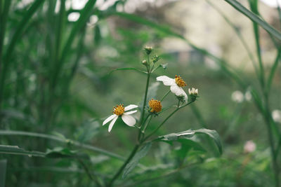 Close-up of white flowering plant