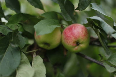 Close-up of apples growing on tree