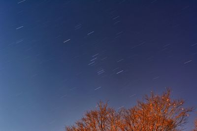 Low angle view of trees against sky at night