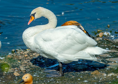 Swan swimming in lake