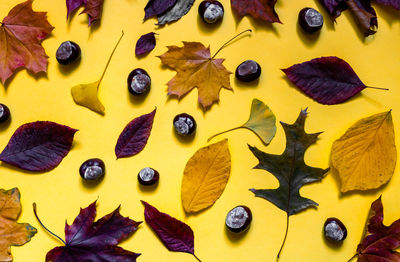 High angle view of multi colored leaves on table