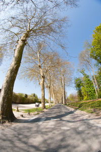 Street amidst trees against clear sky